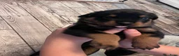 Rottweiler dogs for sale: Beautiful Rottweiler puppies  in Mablethorpe - Advert 14
