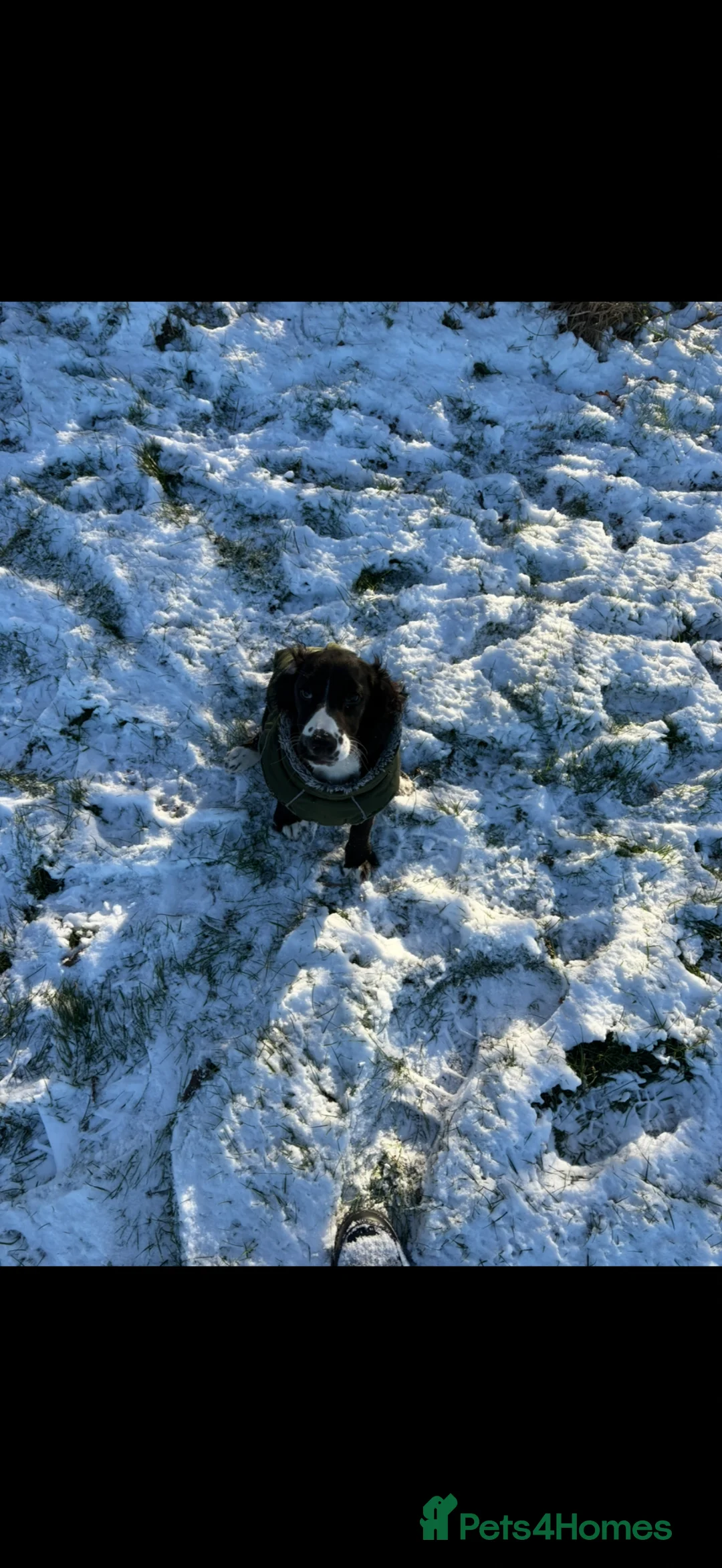 Cocker Spaniel dogs for sale: Looking for a nice new home for my pup  - Advert 1