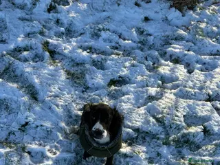 Cocker Spaniel dogs Looking for a nice new home for my pup - Advert 1