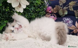 Ragdoll cats for sale: 🩷✨️Lovely Chunky EU kittens✨️🏆TICA Award cattery - Image 16