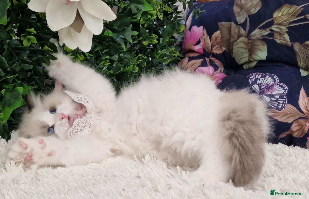 Ragdoll cats for sale: 🩷✨️Lovely Chunky EU kittens✨️🏆TICA Award cattery - Image 16