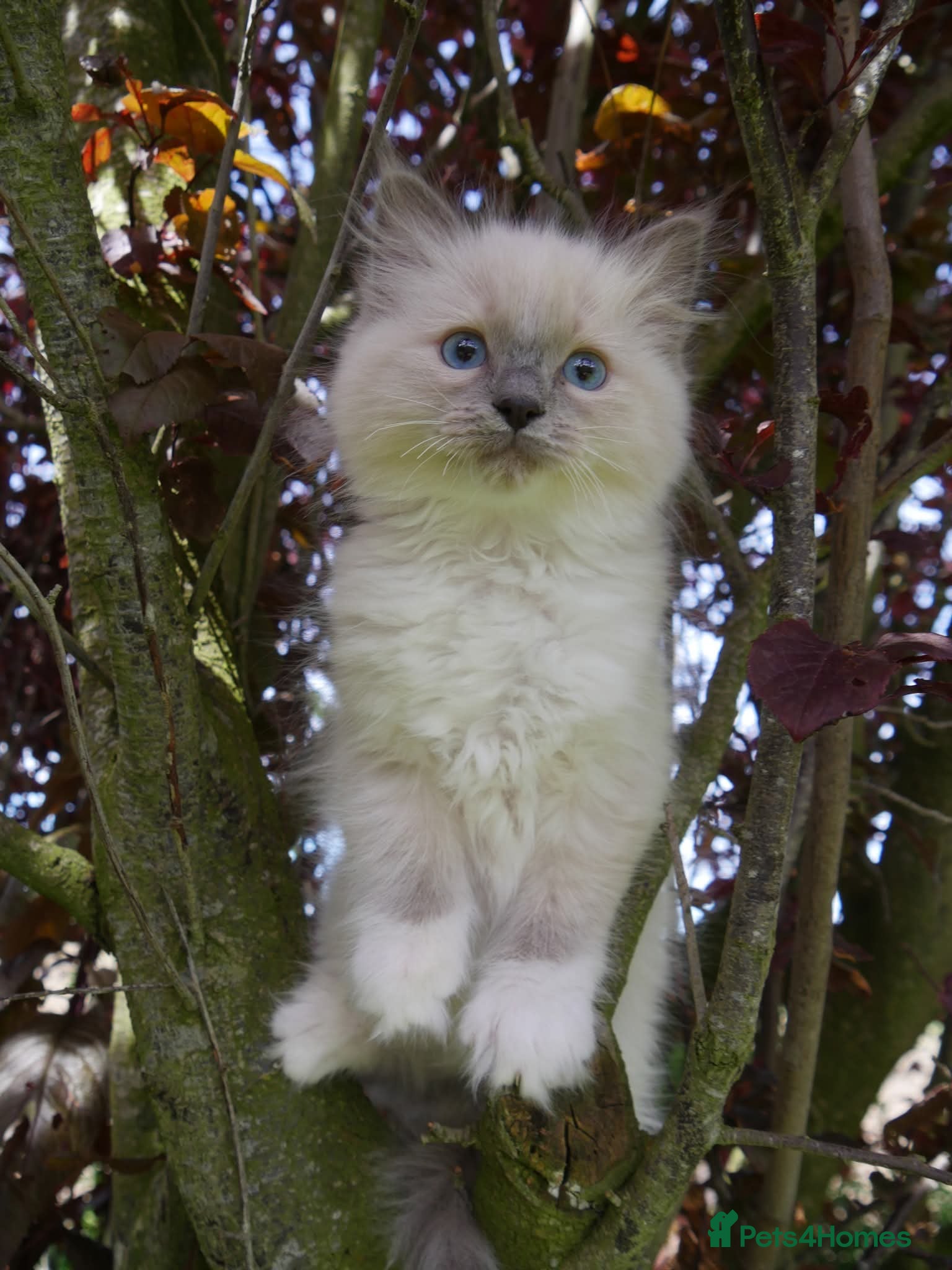 Ragdoll Kitten 2