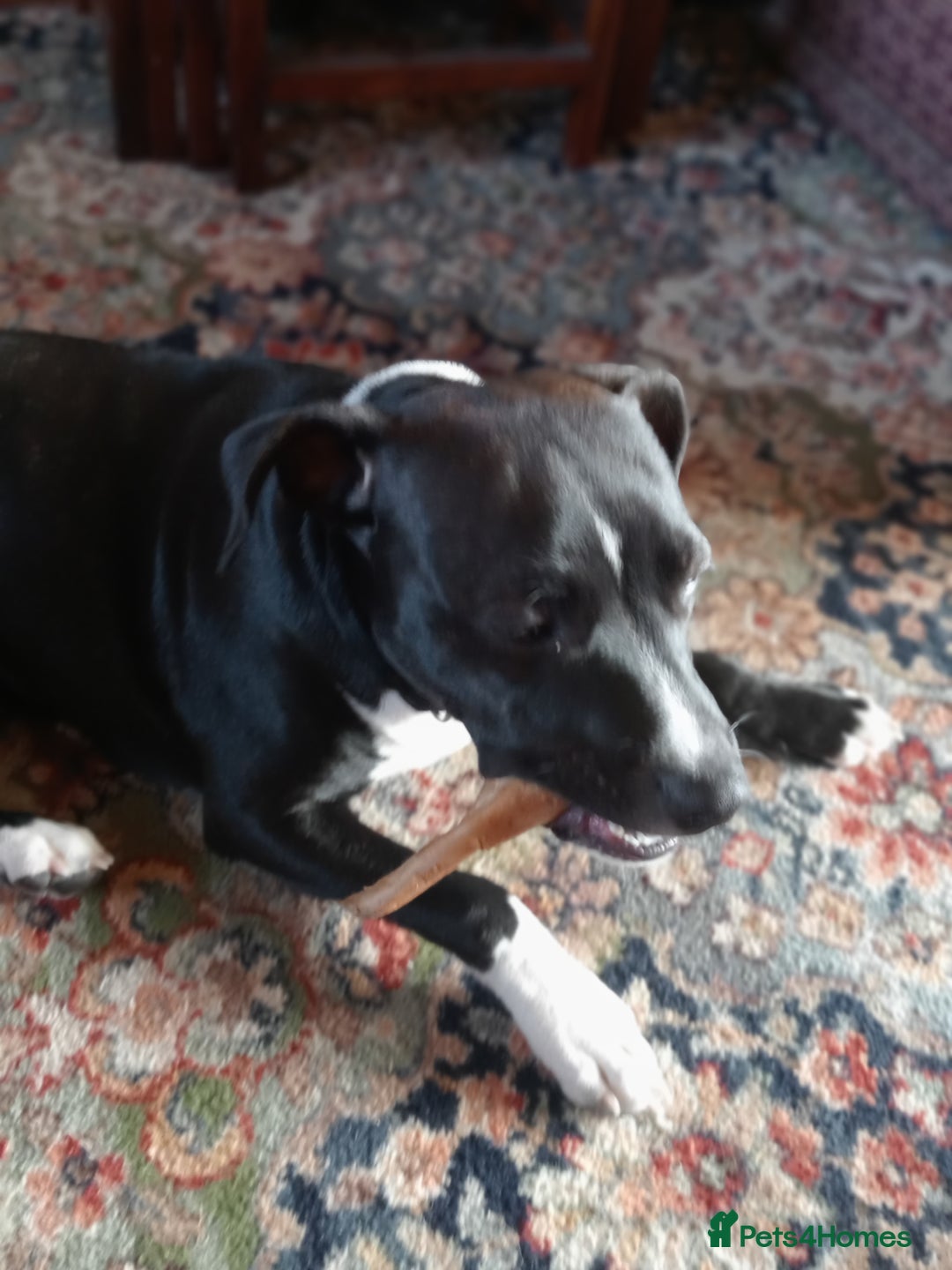 Staffordshire Bull Terrier dogs for sale:  Charlie  - Image 5