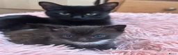 Mixed Breed cats for sale: Playful, confident and smart kitties! in Winchester - Advert 3