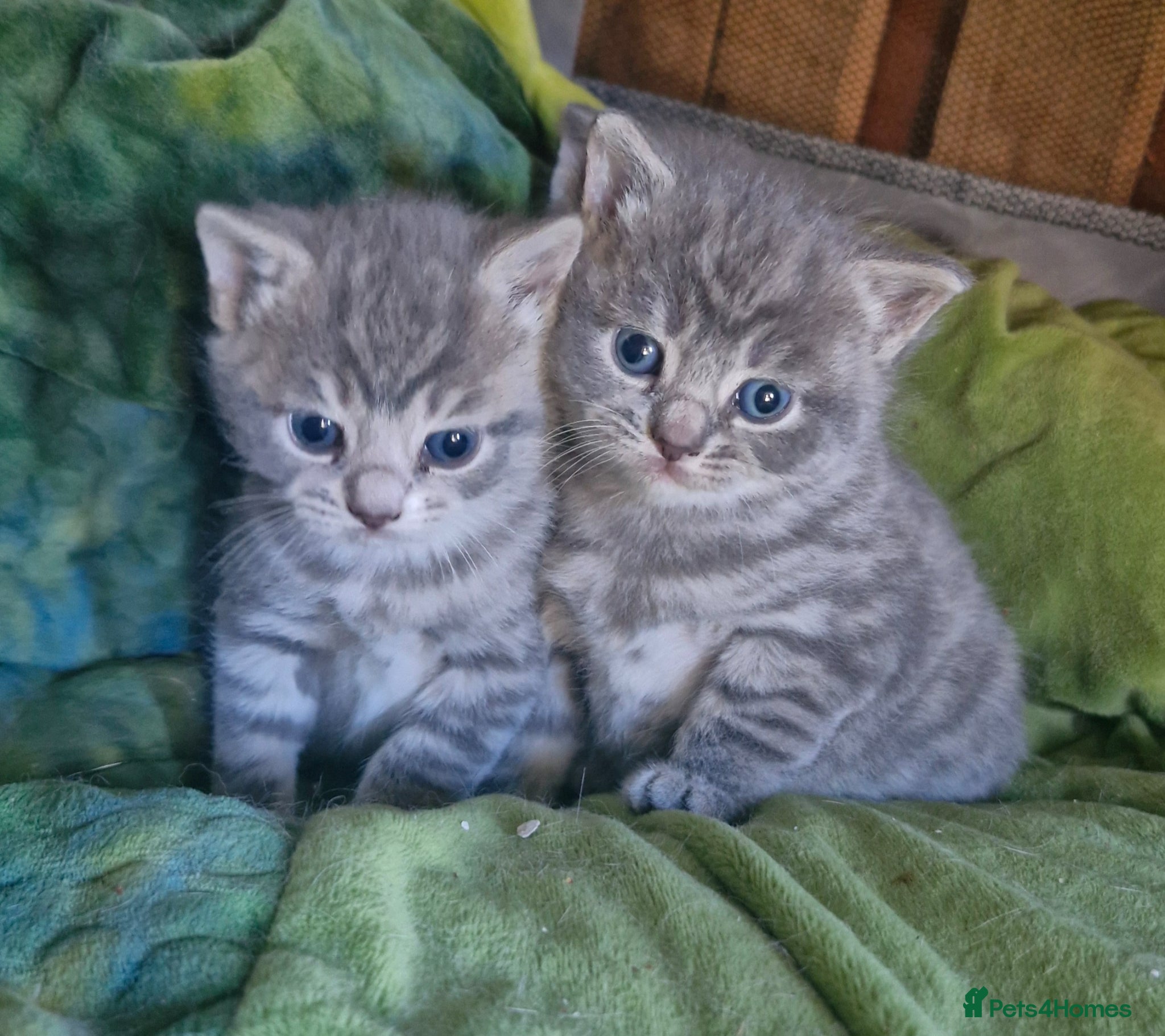 Mixed Breed cats Kitten for sale  - Advert 14