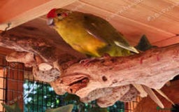 Parakeets birds for sale: Kakarikis for sale Mixed Colourings - Image 7