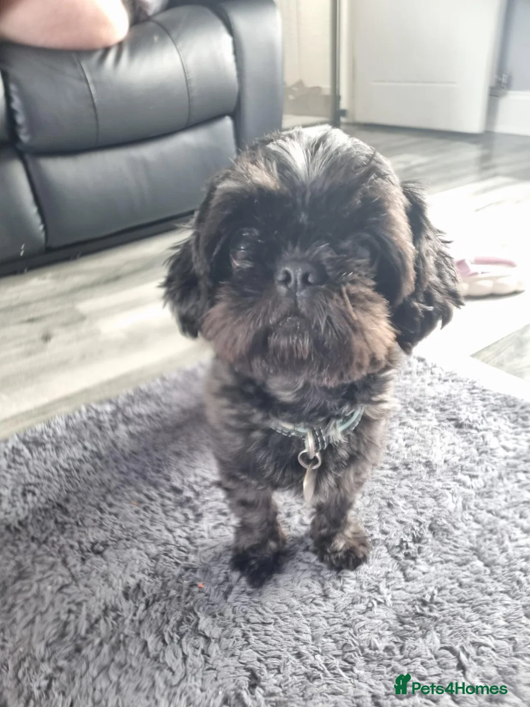 Shih Tzu dogs for sale: Imperial Shih tzu. 2 year old in Manchester - Advert 7