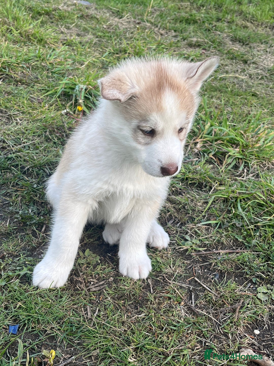 Siberian Husky dogs for sale: Siberian husky puppies  - Image 5