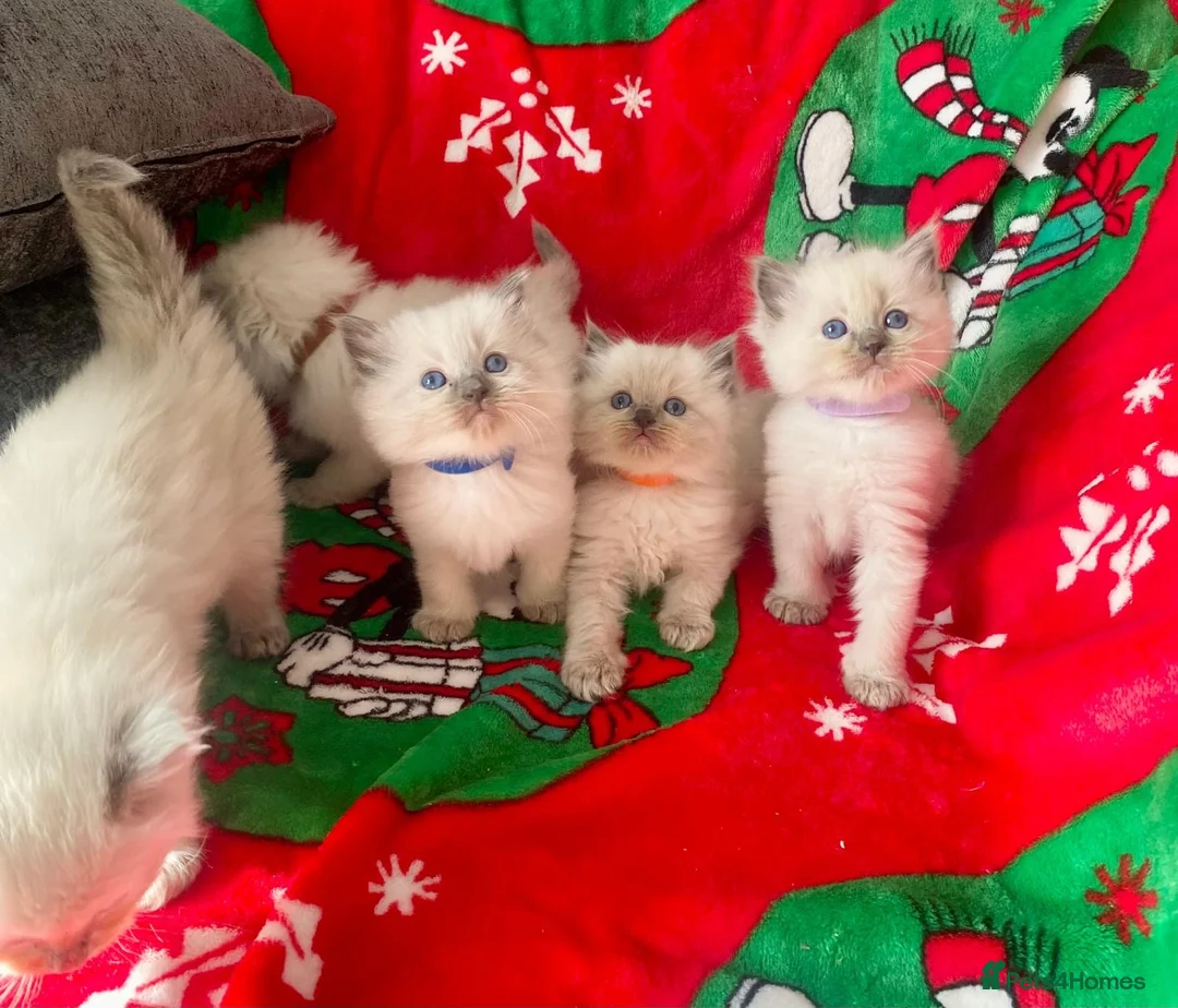 Ragdoll cats for sale: Ragdoll kittens - Advert 19