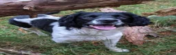 English Springer Spaniel dogs for sale: KC registered Springer Spaniel Puppies in Beauly - Advert 10