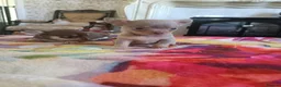 Chihuahua dogs for sale: Exquisite Tiny Chihuahua puppies.  - Advert 9