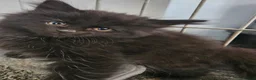 Maine Coon cats for sale: Beautiful black fluffy kittens - Advert 6