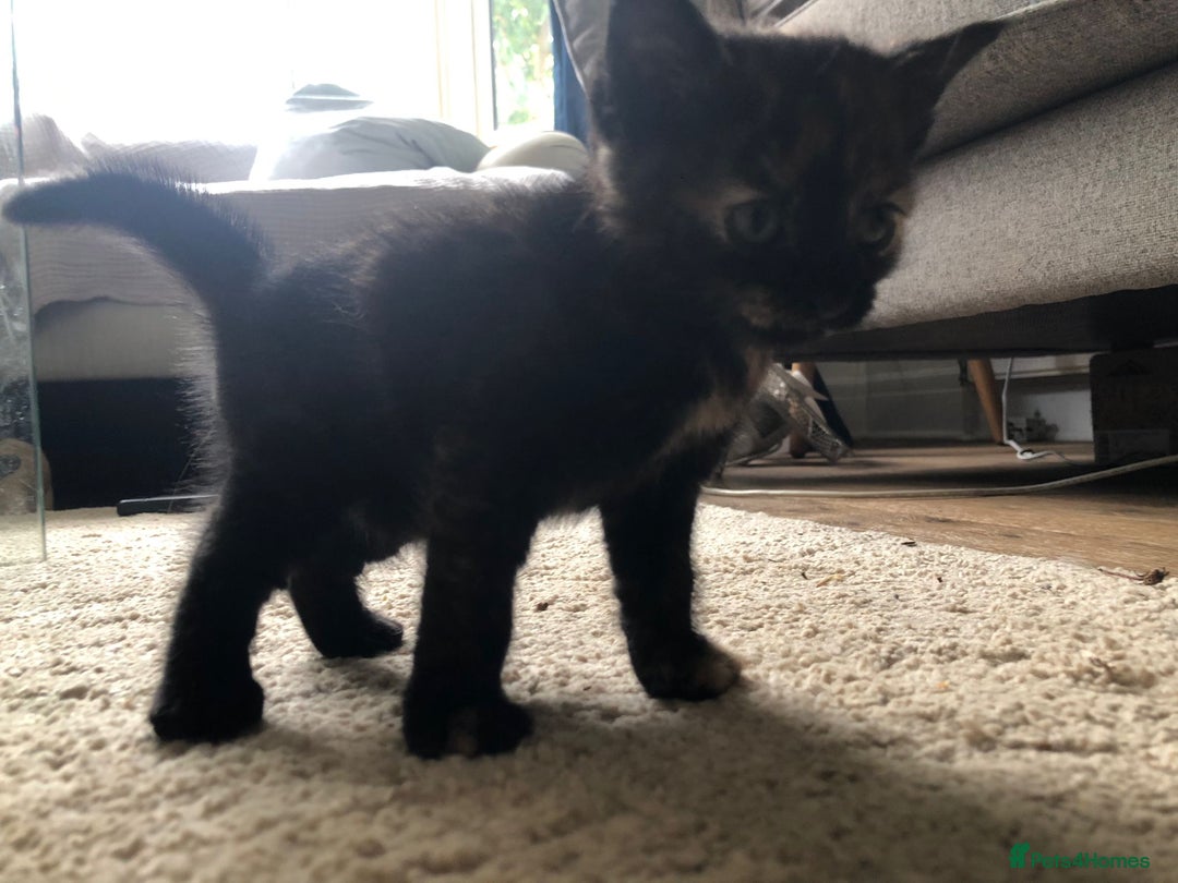 Mixed Breed cats for sale: Kittens for sale - Image 5