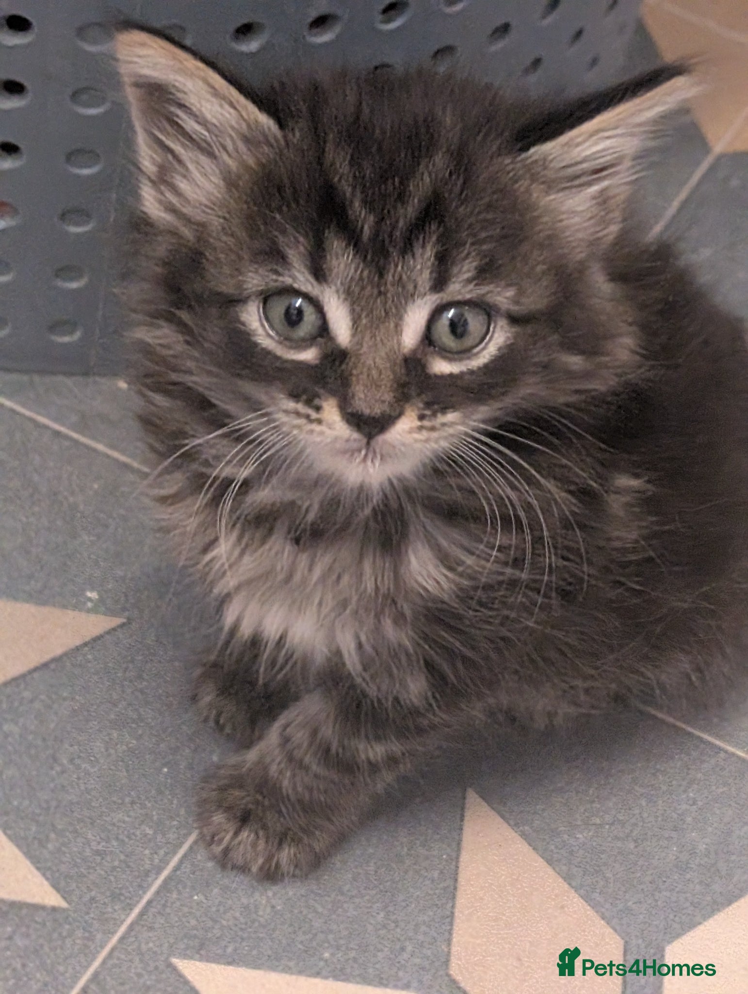 Domestic Shorthair cats ✨ 4 Gorgeous Kittens Ready To Reserve  - Advert 12
