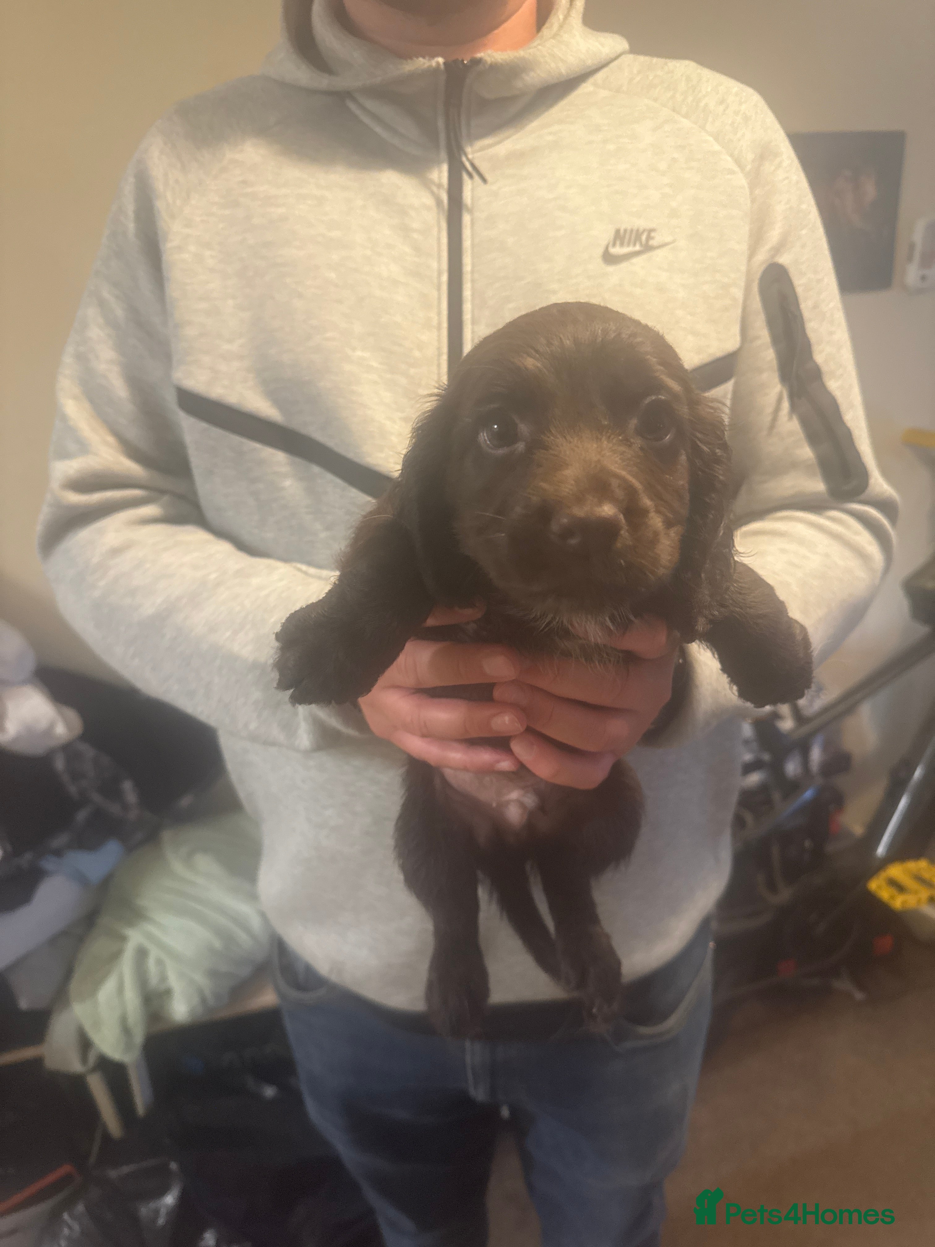 Sprocker dogs for sale: 4 Sprocker for Sale - Advert 2