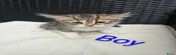 Siberian cats for sale: 3 Beautiful Siberian Kittens - Ready to leave now! - Advert 10