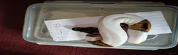 Python Snake reptiles for sale: Cb royal pythons  - Advert 21
