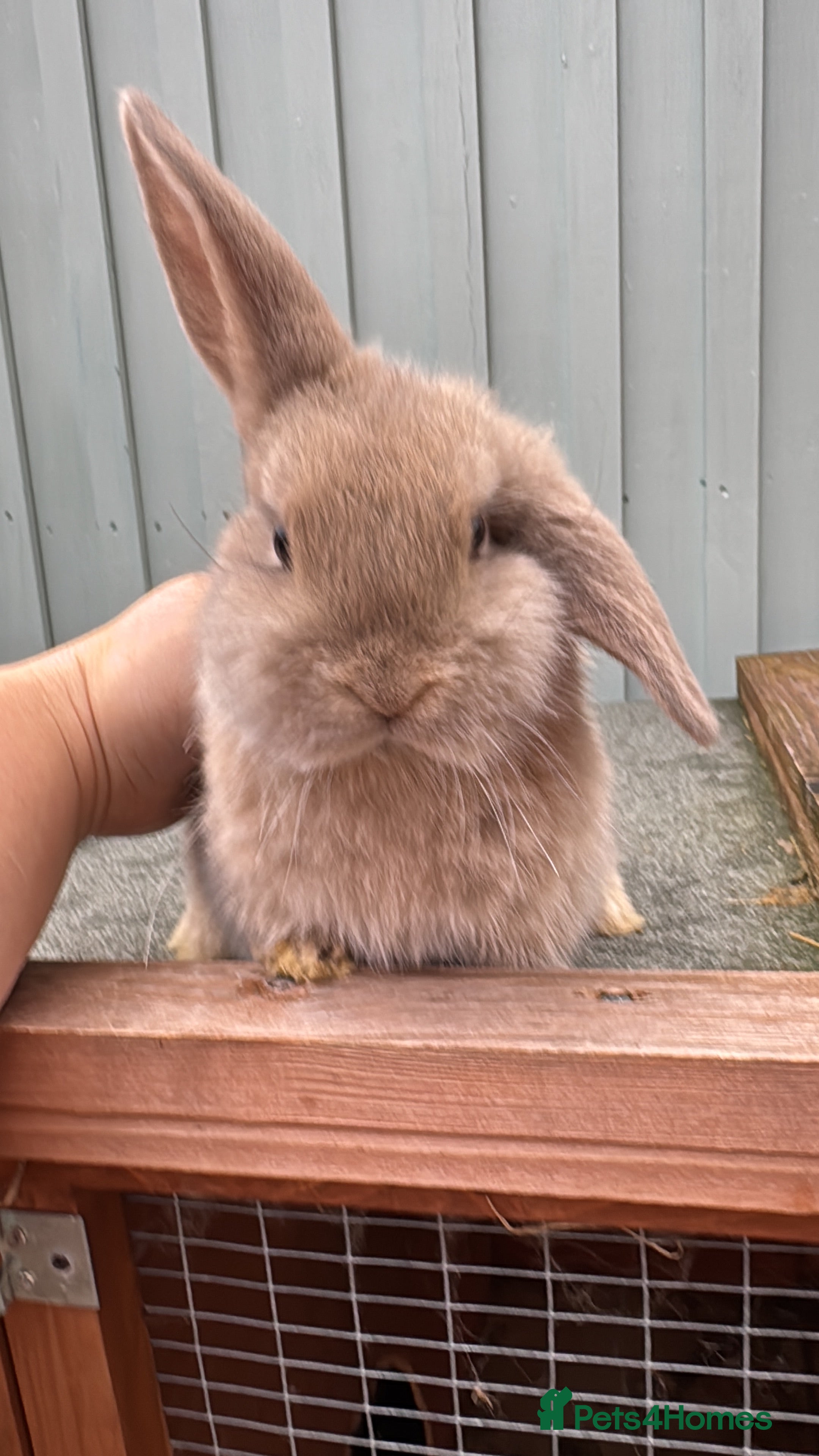 Mini Lop rabbits Mini Lop bunnies for sale  - Advert 16