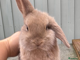 Mini Lop rabbits Mini Lop bunnies for sale - Advert 18
