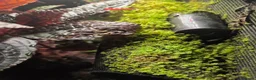 Frog reptiles for sale: Established Dart Frog Vivarium 50x50x60cm - Advert 4