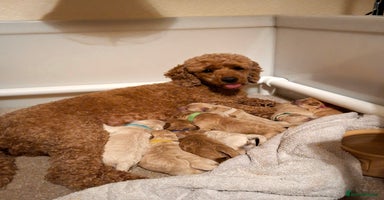 Maltipoo dogs Our Wilma's Octet of Maltipoos! - Advert 3