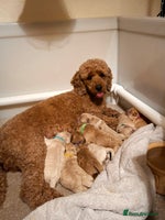 Maltipoo dogs Our Wilma's Octet of Maltipoos! - Advert 2