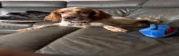English Setter dogs for adoption: Sky   - Advert 8