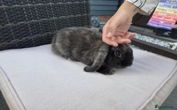 Mini Lop rabbits for sale: Mini lop  - Image 3