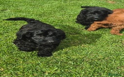 Cockapoo dogs for sale: Cockapoo pups - Image 3