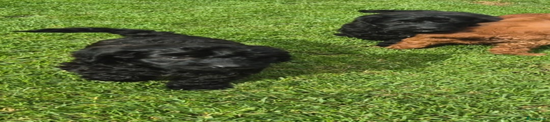 Cockapoo Puppy 1
