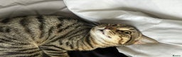 Domestic Shorthair cats for sale: Sweet, playful young tabby boy needs a loving home - Advert 3