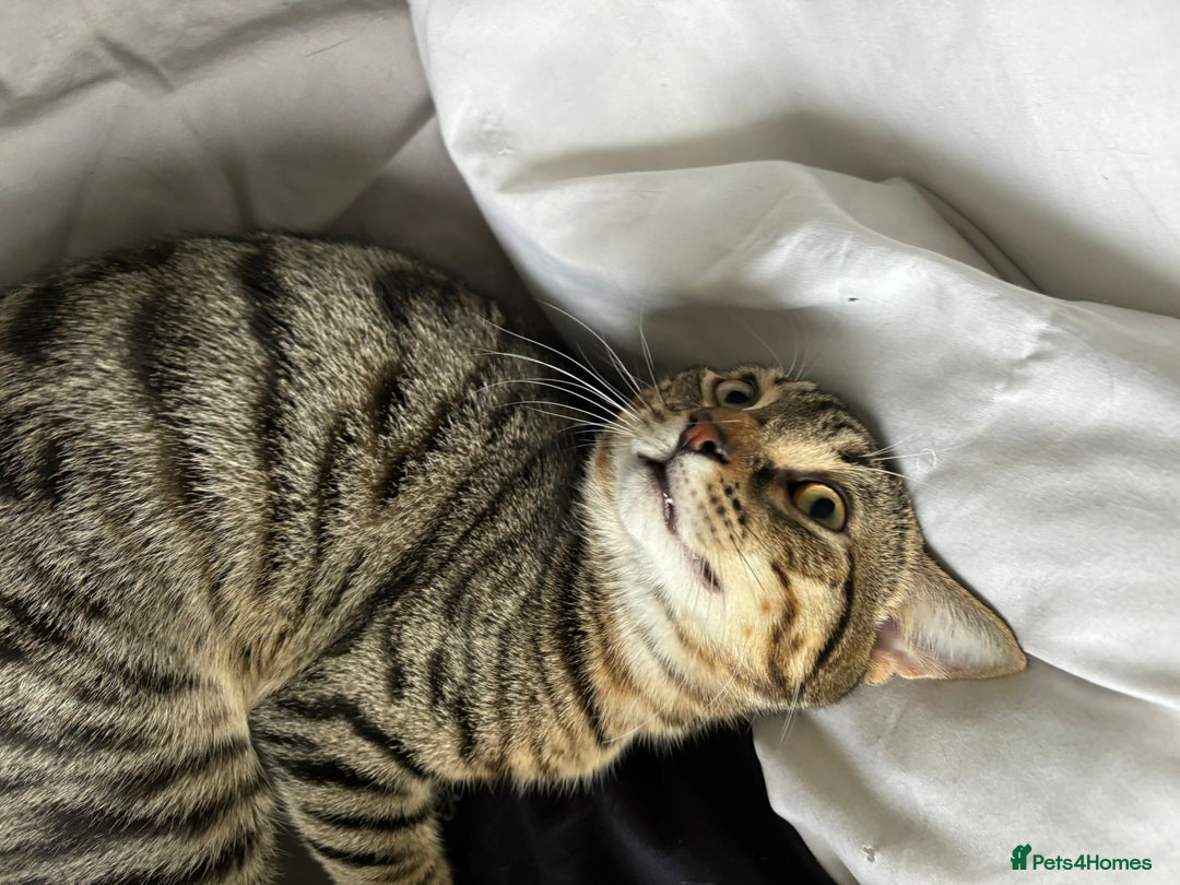 Domestic Shorthair cats for sale: Sweet, playful young tabby boy needs a loving home - Advert 3