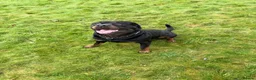 Rottweiler dogs for sale: Rottweiler Puppies in Wednesbury - Advert 7