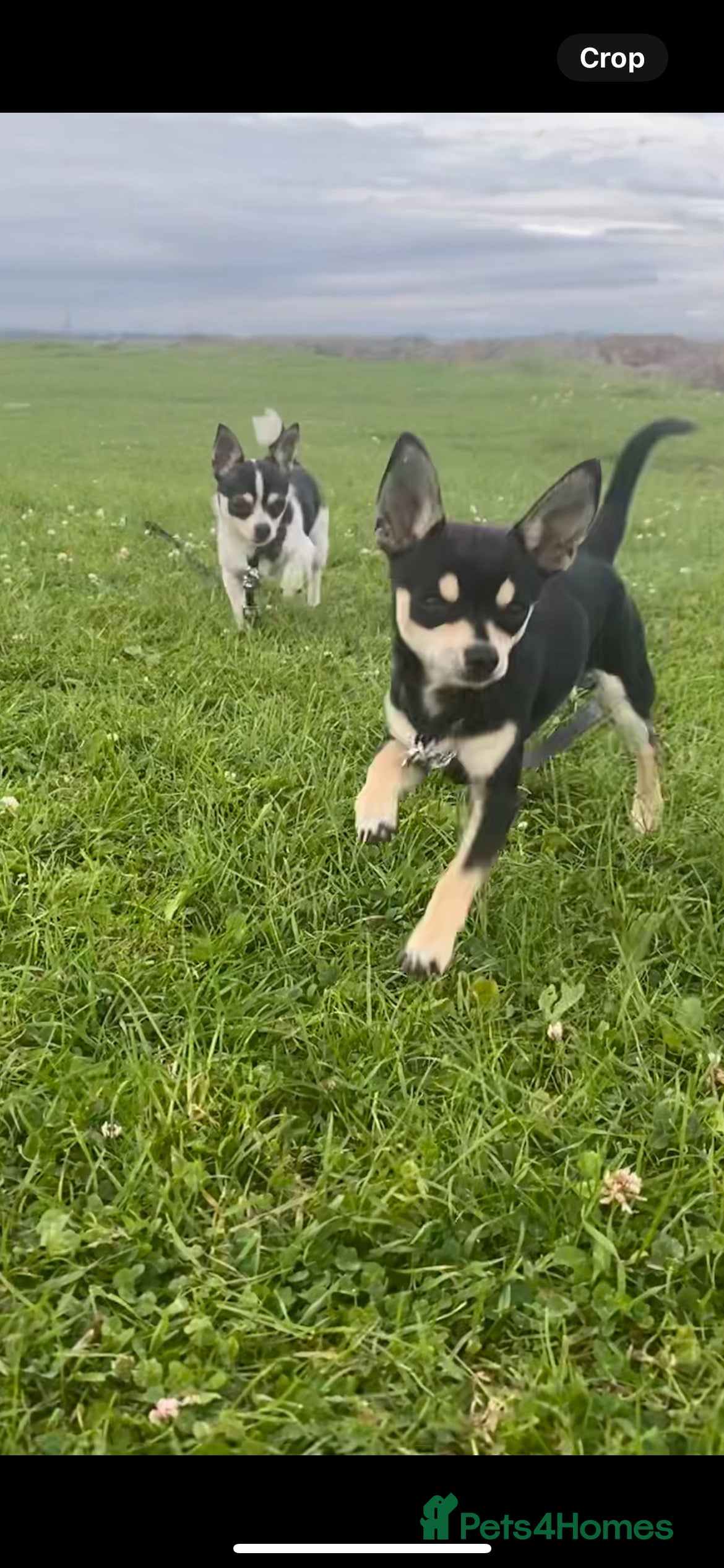 Chihuahua dogs Beautiful female chihuahua - Advert 6