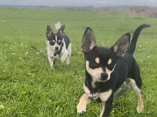 Chihuahua dogs Beautiful female chihuahua - Advert 15