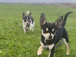 Chihuahua dogs Beautiful female chihuahua - Advert 20