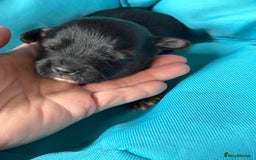 Jack Russell dogs for sale: Trad.working family short legged Jack Russell  - Advert 17