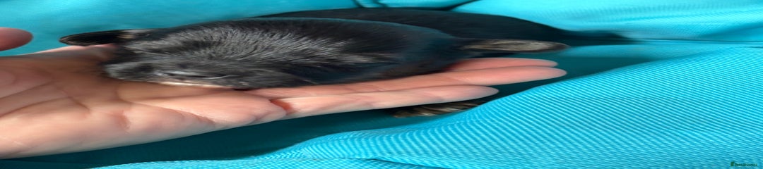 Jack Russell Puppy 5