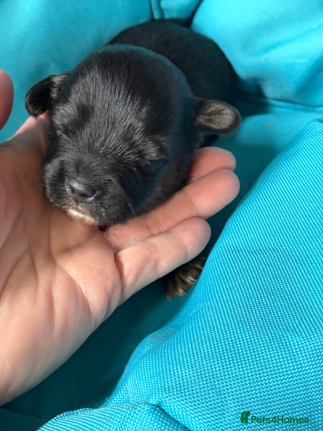 Jack Russell dogs for sale: Trad.working family short legged Jack Russell  - Advert 17