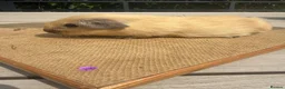 Guinea Pig rodents for sale: Pure bred Californian guinea pigs  - Advert 13