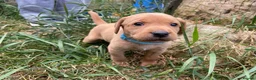 Labrador Retriever dogs for sale: Gorgeous fox red and yellow Labrador puppies  - Advert 23