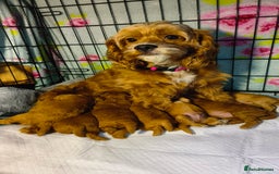 Cockapoo dogs for sale: Gorgeous F1b cockapoo puppies for sale - Image 16