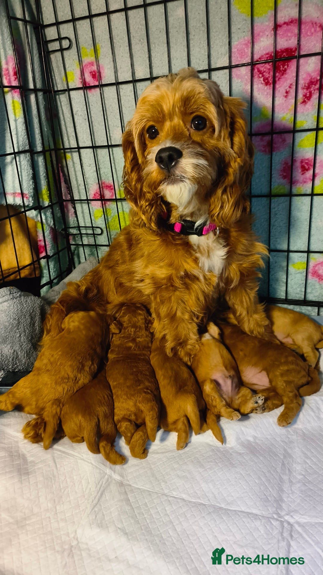 Cockapoo dogs for sale: Gorgeous F1b cockapoo puppies for sale - Image 16