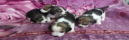 Beagle dogs for sale: Beautiful Beagle puppies looking for loving homes - Advert 8