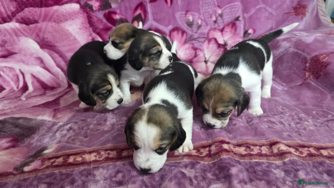 Beagle dogs for sale: Beautiful Beagle puppies looking for loving homes - Advert 8
