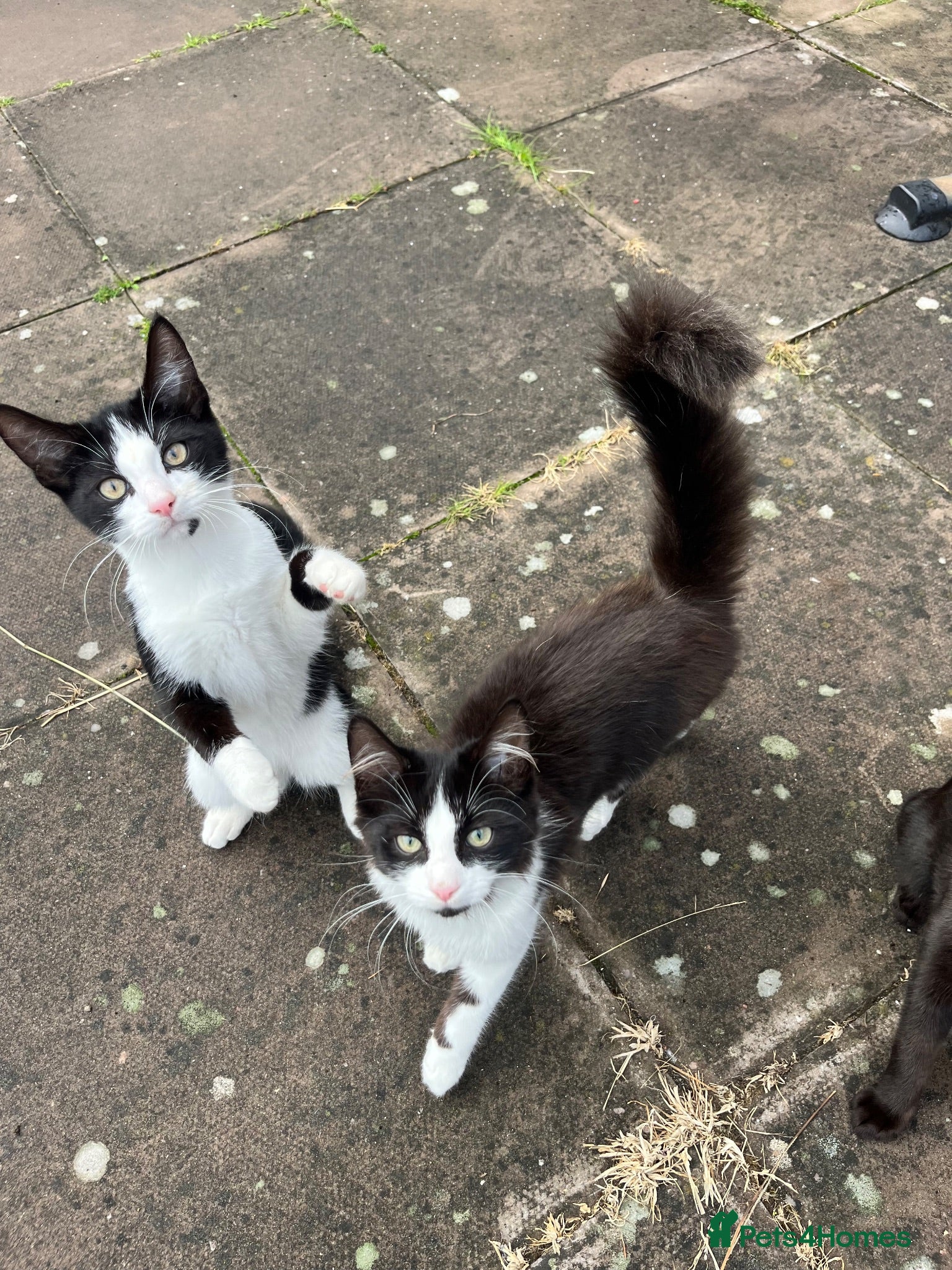 Mixed Breed cats 2 tuxedo males  - Advert 3