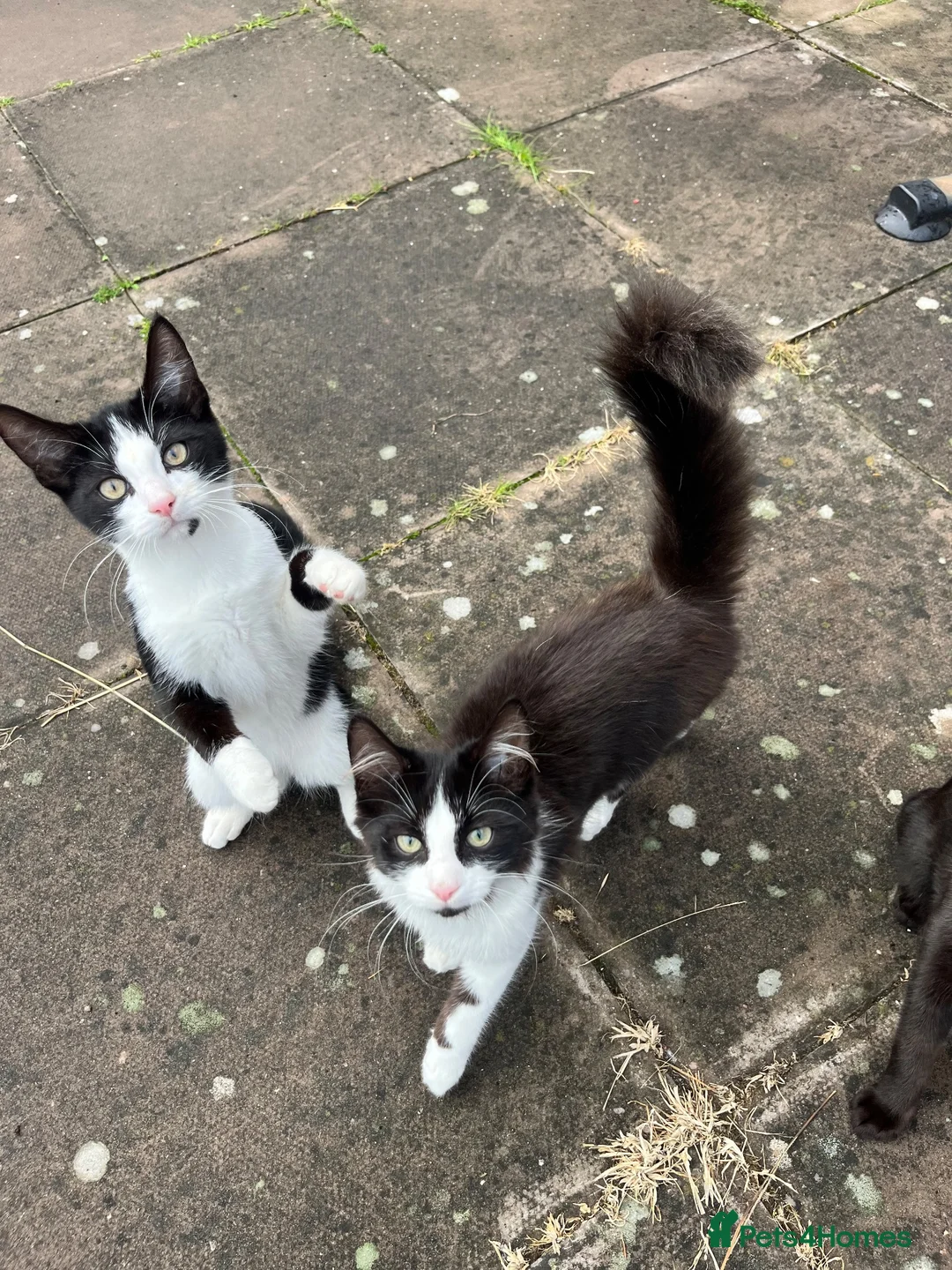 Mixed Breed cats for sale: 2 tuxedo males  in Wolverhampton - Advert 1