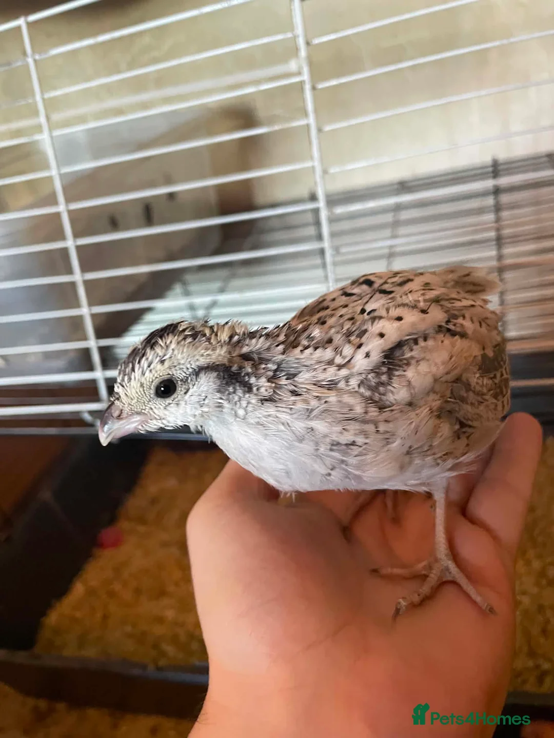 Quail poultry for sale: Bobwhite Snowflake's! - Advert 1
