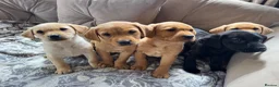 Labrador Retriever dogs for sale:  kc registered Labrador puppies  - Advert 5