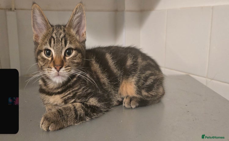 Mixed Breed cats Gorgeous maine coon X bengal kittens!  - Advert 1